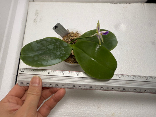 Phalaenopsis Mainshow Jennifer 250813-A Flowering