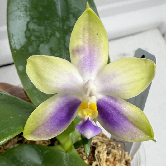 Phalaenopsis Mainshow Jennifer 250813-A Flowering