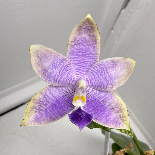 Phalaenopsis Mainshow Jennifer 250813-B Flowering