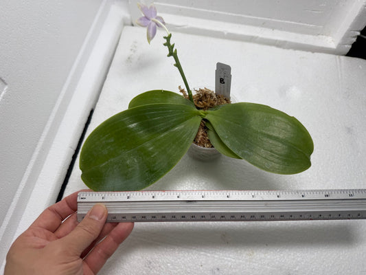 Phalaenopsis Mainshow Jennifer 250813-B Flowering