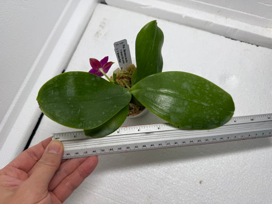 Phalaenopsis Mainshow Jennifer QA-108-250813-C Flowering