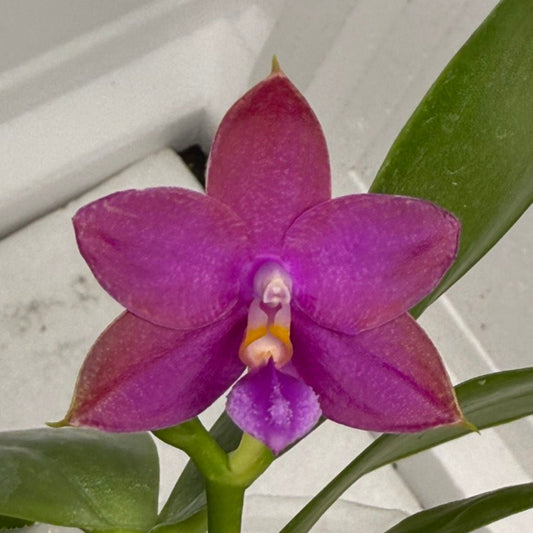 Phalaenopsis Mainshow Jennifer QA-108-250813-C Flowering