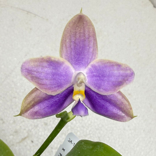 Phalaenopsis Mainshow Jennifer 250829 Flowering