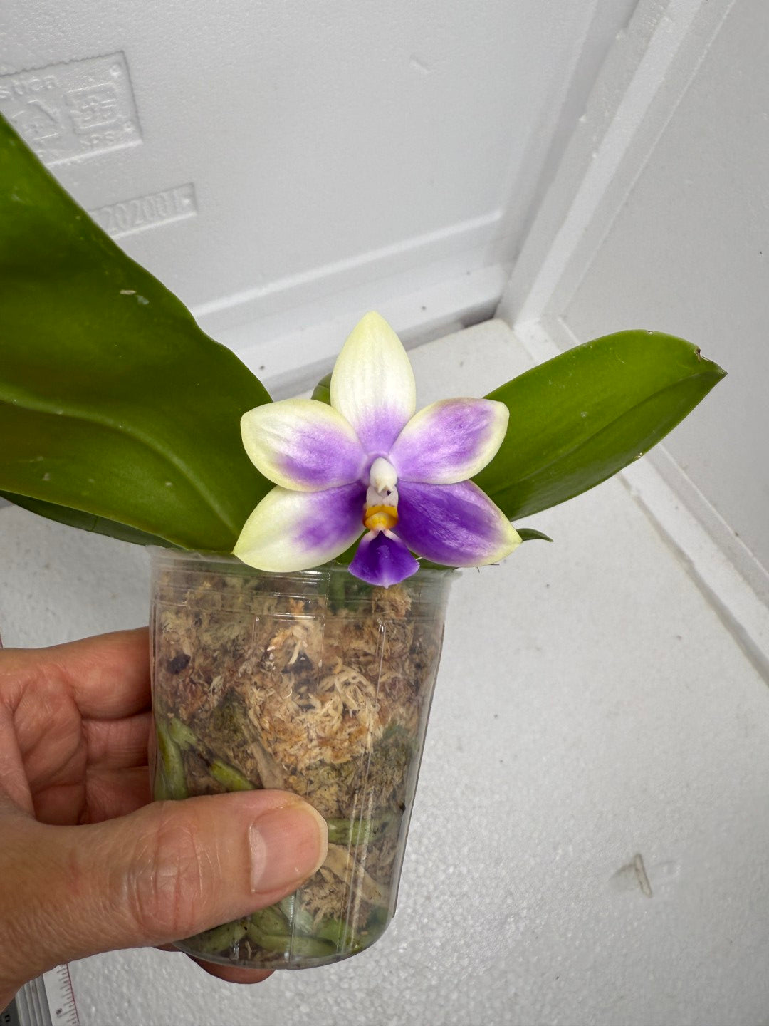Phalaenopsis Mainshow Jennifer 250909 Flowering