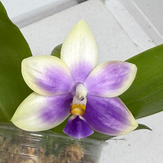 Phalaenopsis Mainshow Jennifer 250909 Flowering