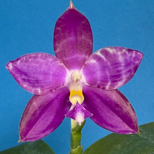 Phalaenopsis Mainshow Jennifer 250910 Flowering