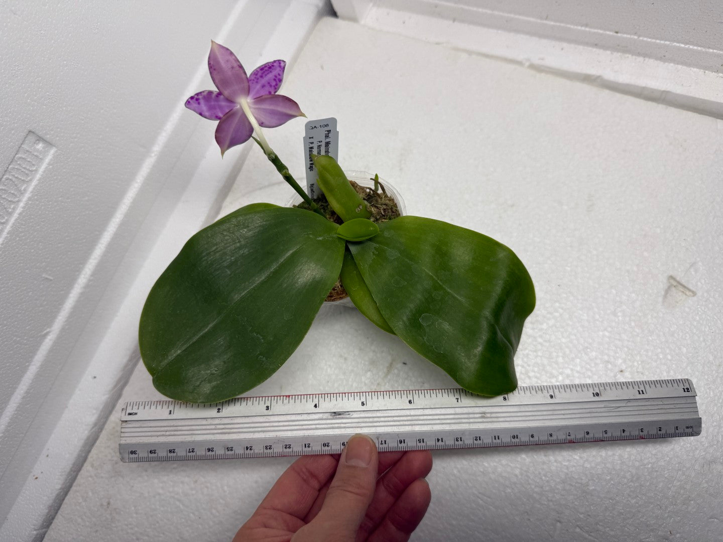 Phalaenopsis Mainshow Jennifer 250910 Flowering