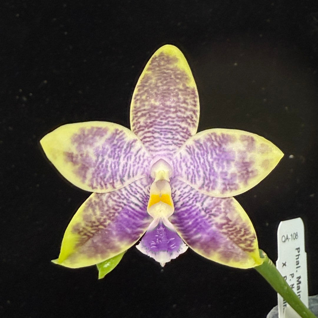 Phalaenopsis Mainshow Jennifer 250915 Flowering