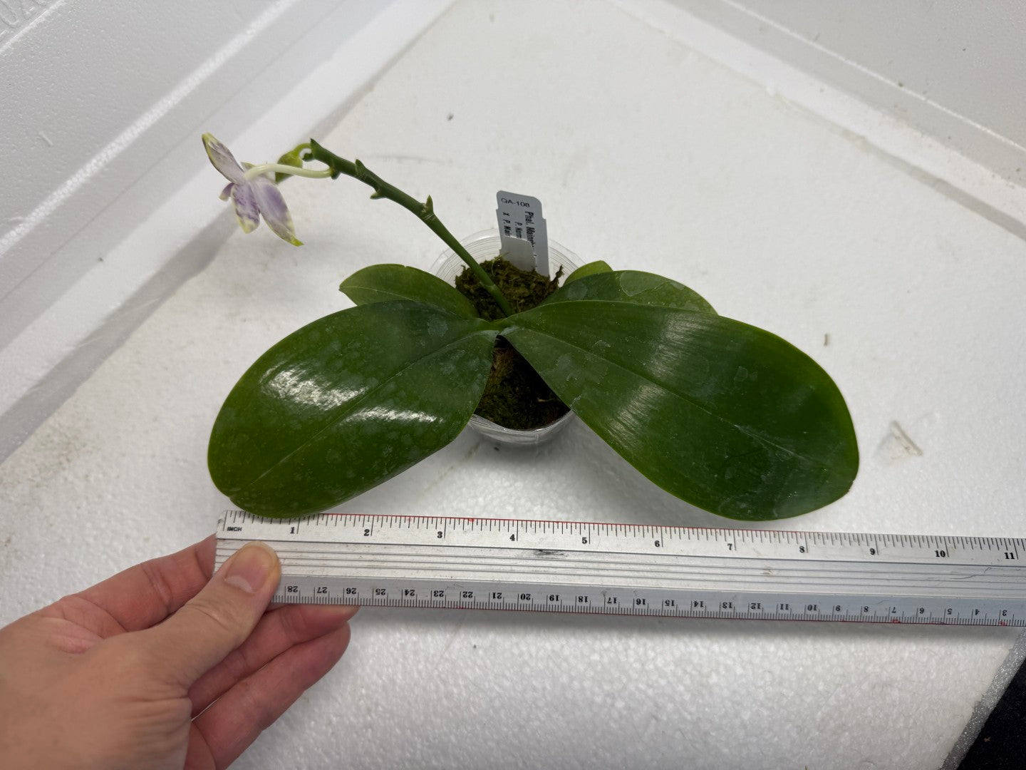 Phalaenopsis Mainshow Jennifer 250915 Flowering