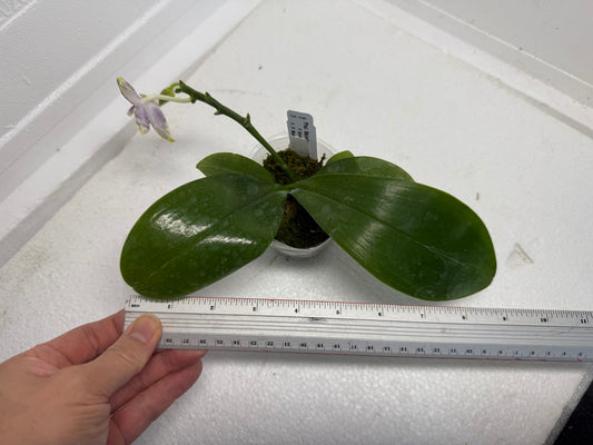 Phalaenopsis Mainshow Jennifer 250915 Flowering
