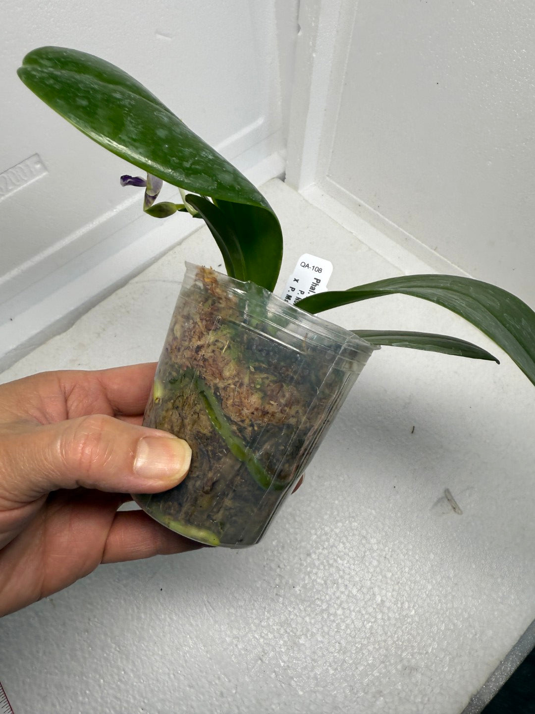 Phalaenopsis Mainshow Jennifer 250915 Flowering
