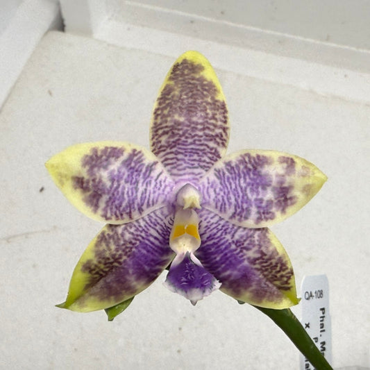 Phalaenopsis Mainshow Jennifer 250915 Flowering
