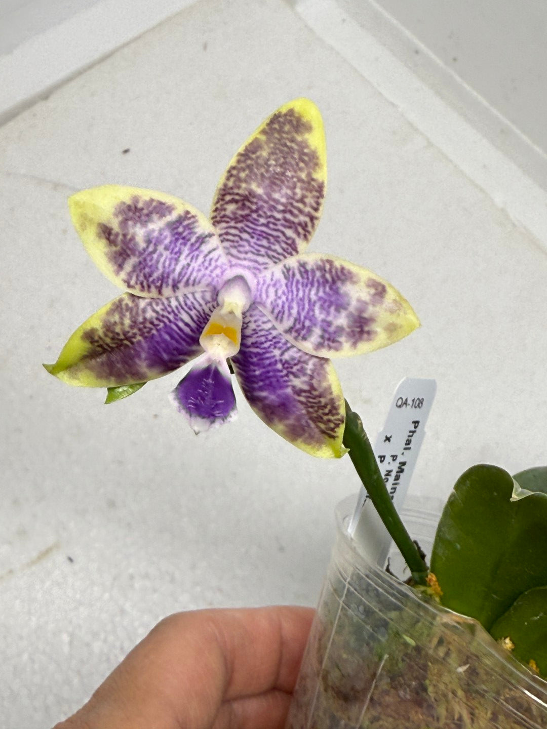 Phalaenopsis Mainshow Jennifer 250915 Flowering