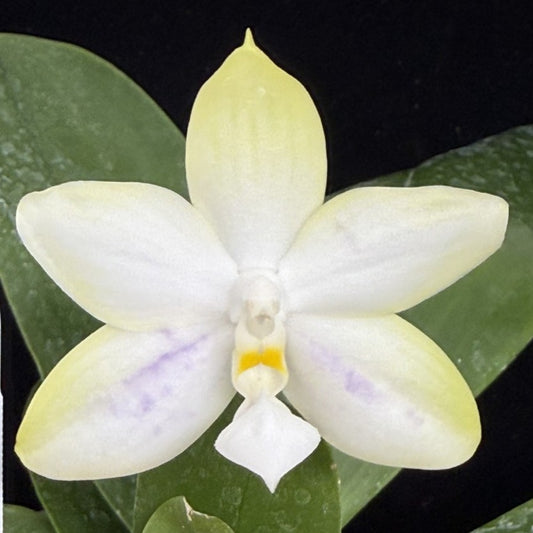 Phalaenopsis Mainshow Jennifer 250916-A Flowering