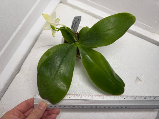 Phalaenopsis Mainshow Jennifer 250916-A Flowering