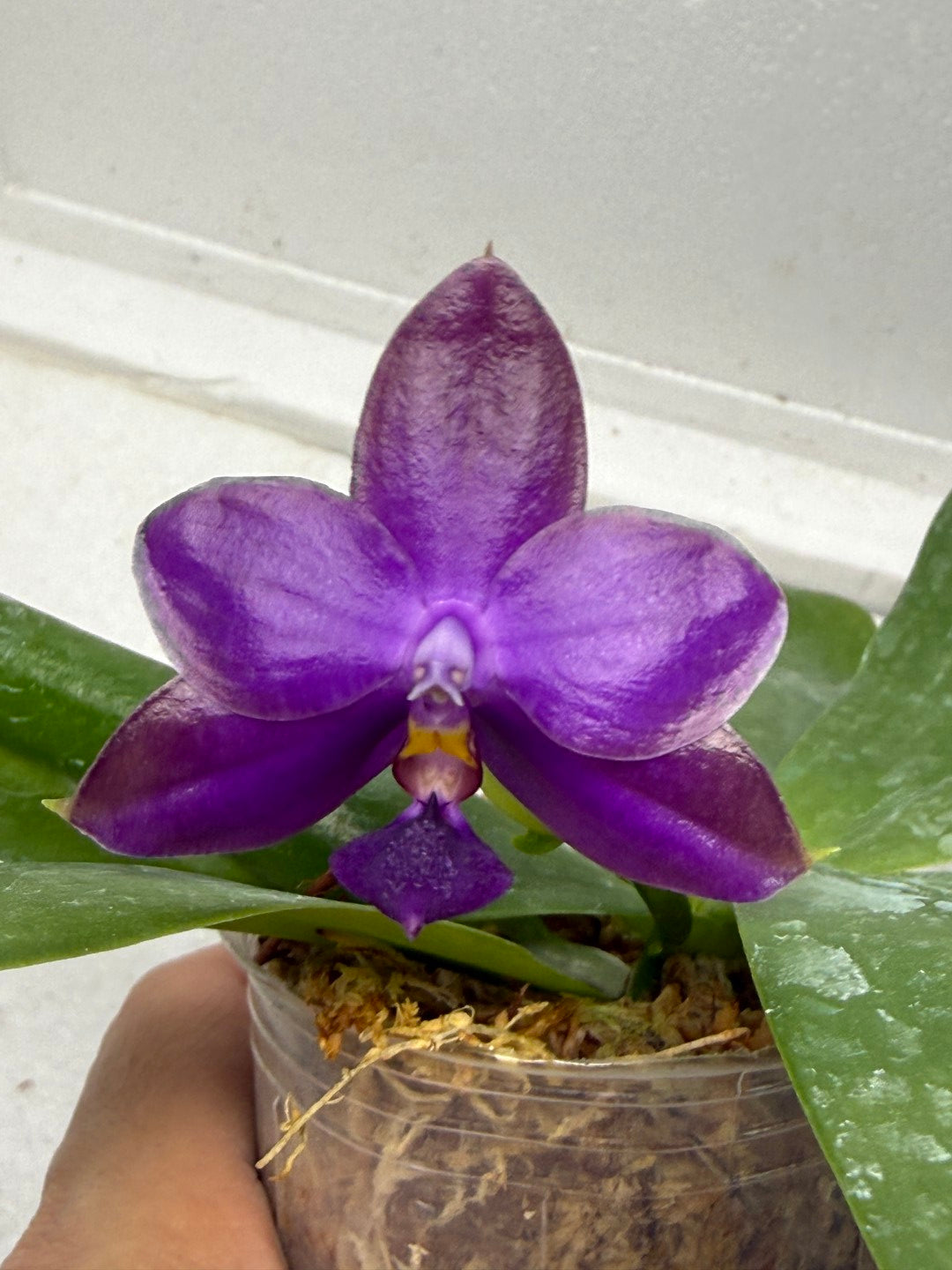 Phalaenopsis Mainshow Jennifer 250916-B Flowering