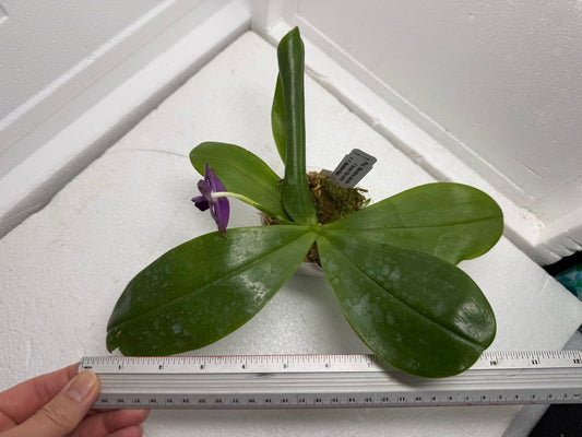 Phalaenopsis Mainshow Jennifer 250916-B Flowering