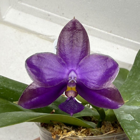 Phalaenopsis Mainshow Jennifer 250916-B Flowering
