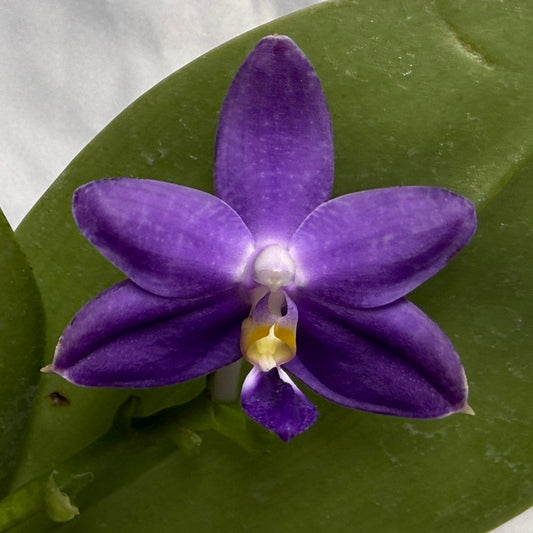 Phalaenopsis Mainshow Jennifer 260311 Flowering 2 spikes