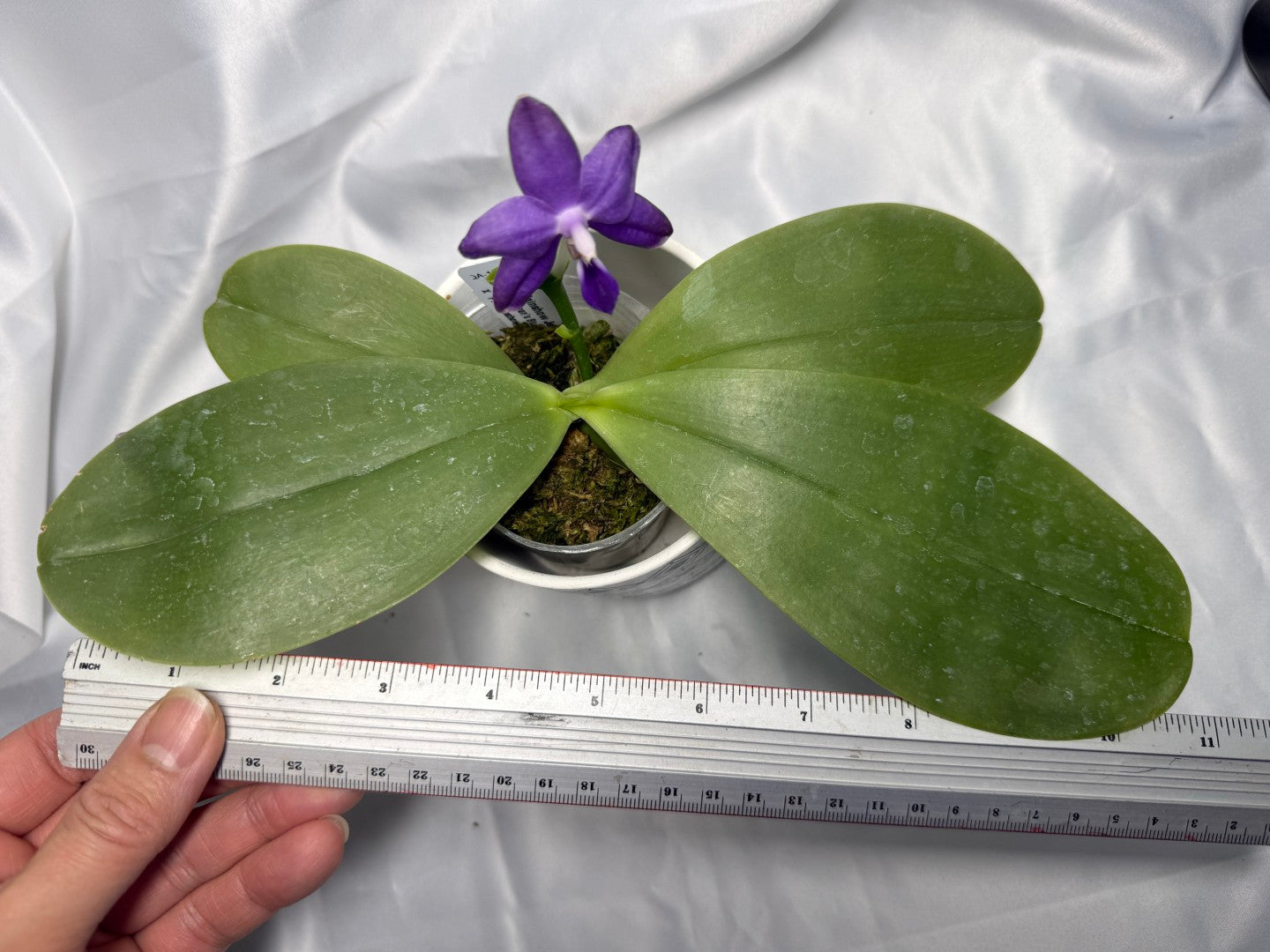 Phalaenopsis Mainshow Jennifer 260311 Flowering 2 spikes