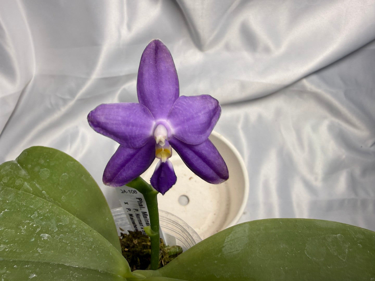 Phalaenopsis Mainshow Jennifer 260311 Flowering 2 spikes