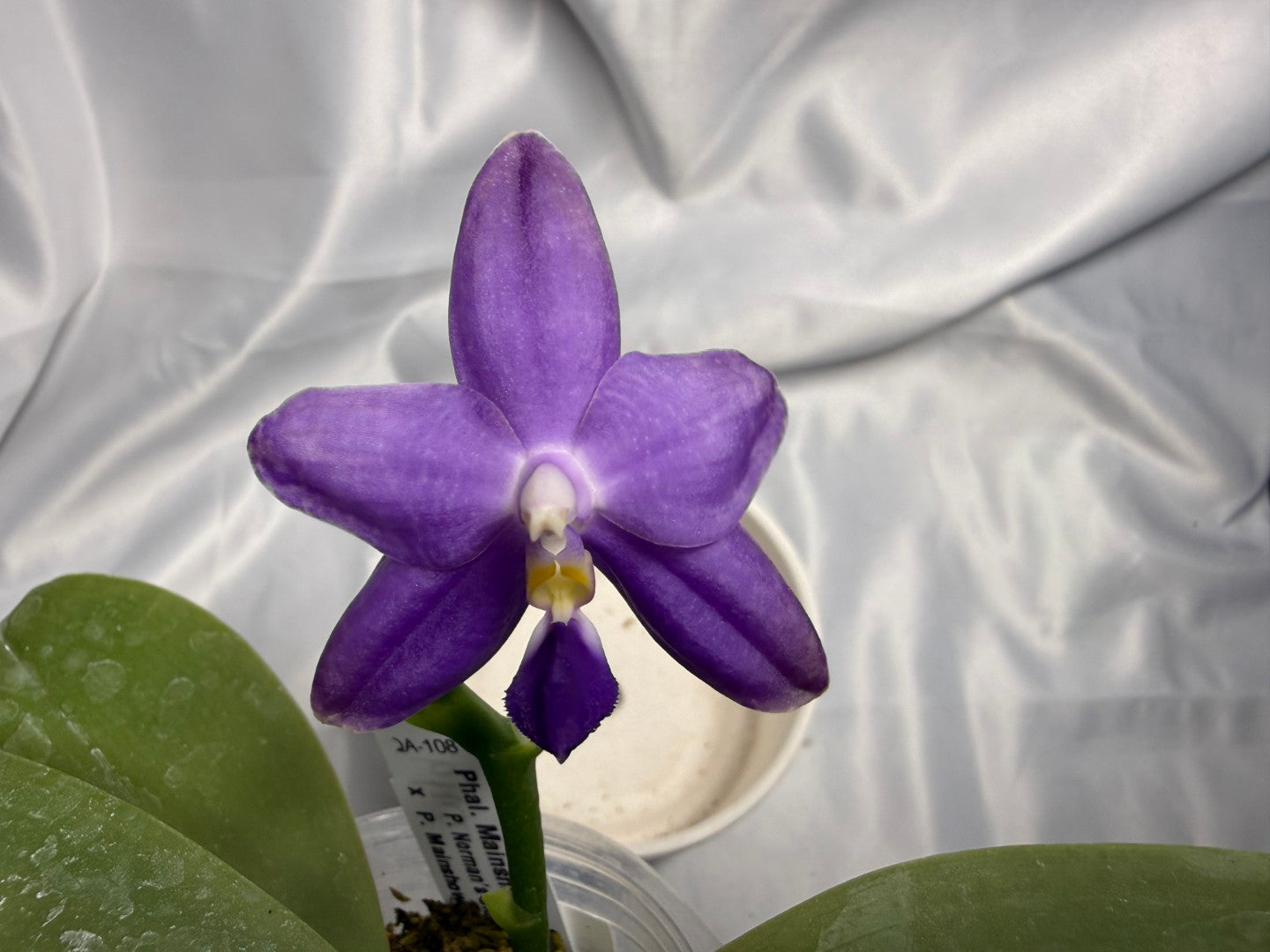 Phalaenopsis Mainshow Jennifer 260311 Flowering 2 spikes