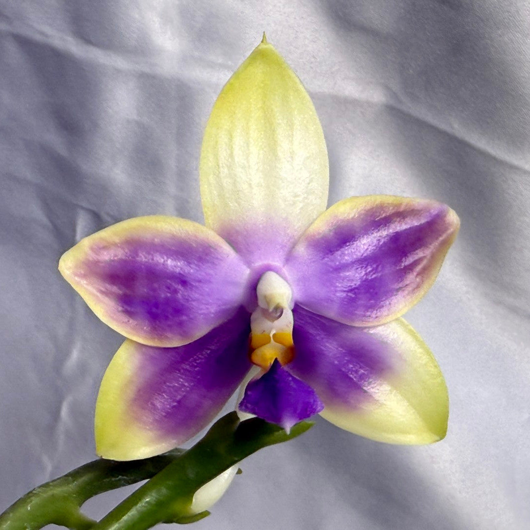 Phalaenopsis Mainshow Jennifer 260423 Flowering Large Plant