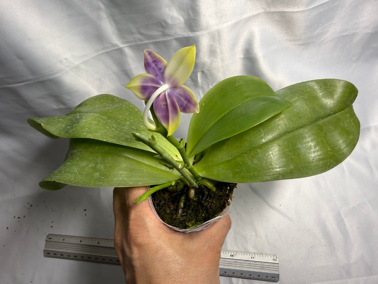 Phalaenopsis Mainshow Jennifer 260423 Flowering Large Plant