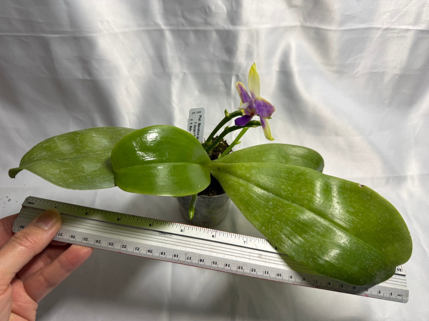 Phalaenopsis Mainshow Jennifer 260423 Flowering Large Plant