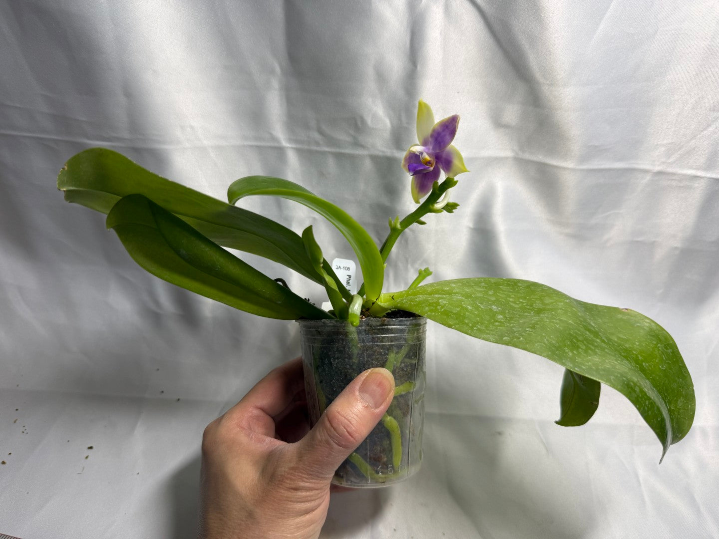 Phalaenopsis Mainshow Jennifer 260423 Flowering Large Plant