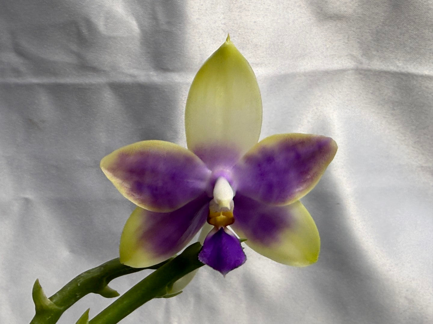 Phalaenopsis Mainshow Jennifer 260423 Flowering Large Plant