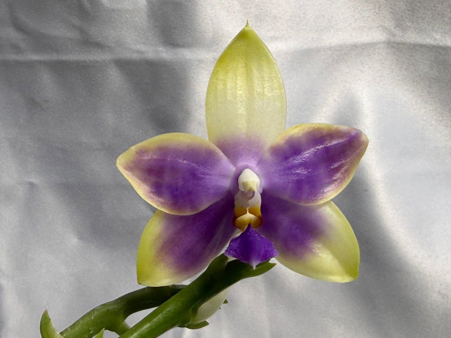 Phalaenopsis Mainshow Jennifer 260423 Flowering Large Plant