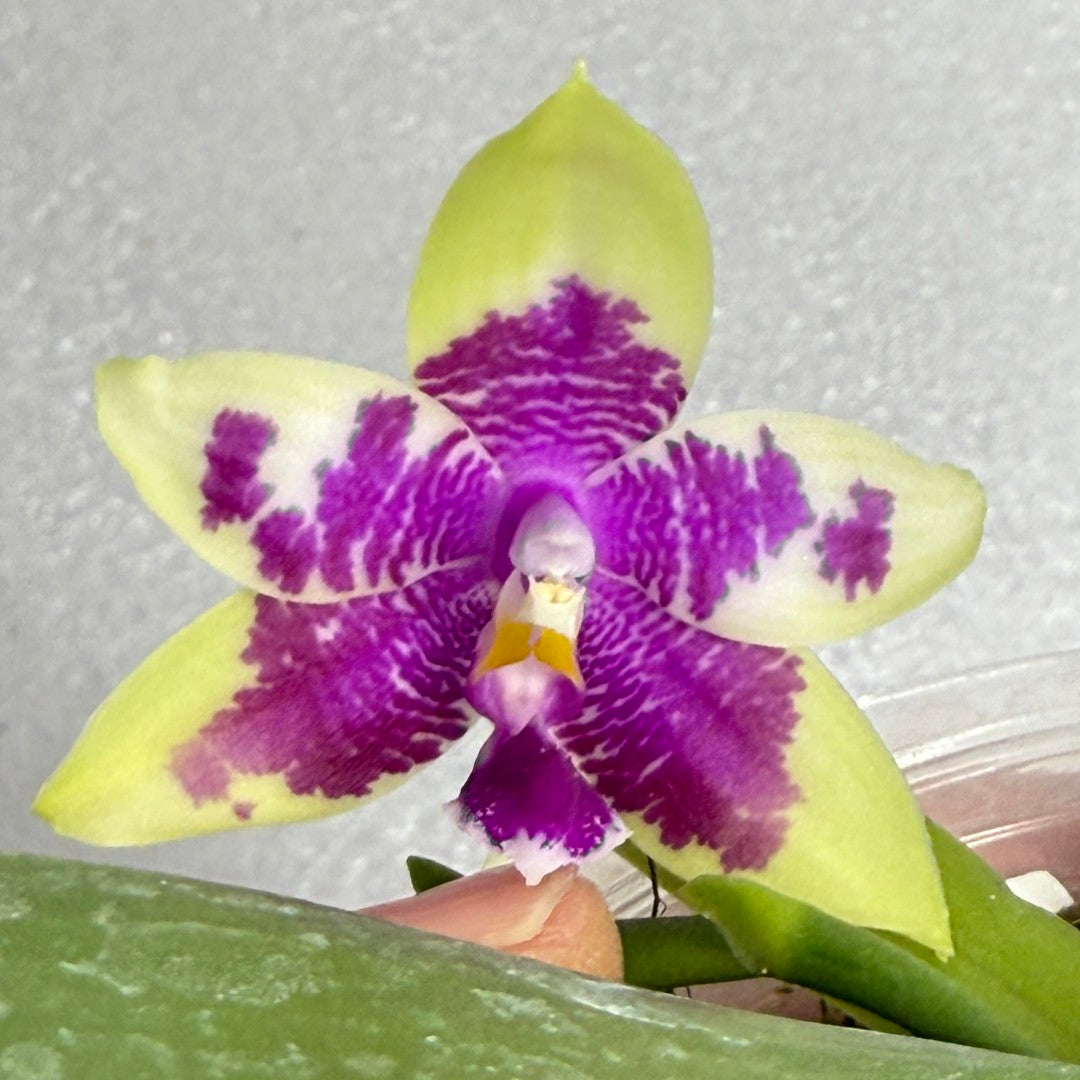 Phalaenopsis Bentley's Magician - Seed Grown