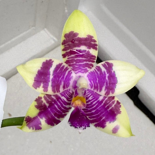Phalaenopsis Bentley's Magician 250810 Flowering