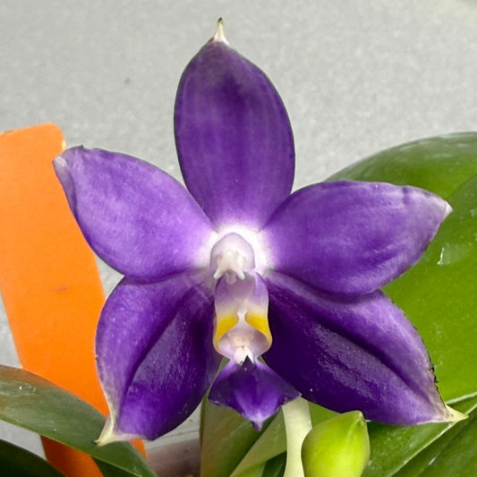 Phalaenopsis MS Elfy Jenn - Seed Grown