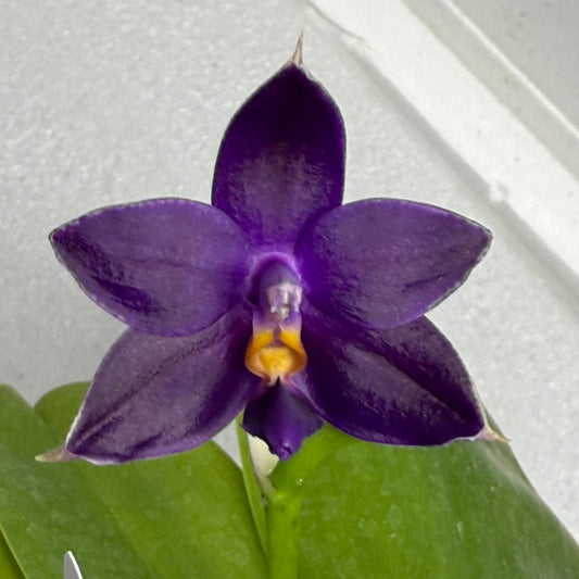 Phalaenopsis MS Blue Pax 250714 Flowering