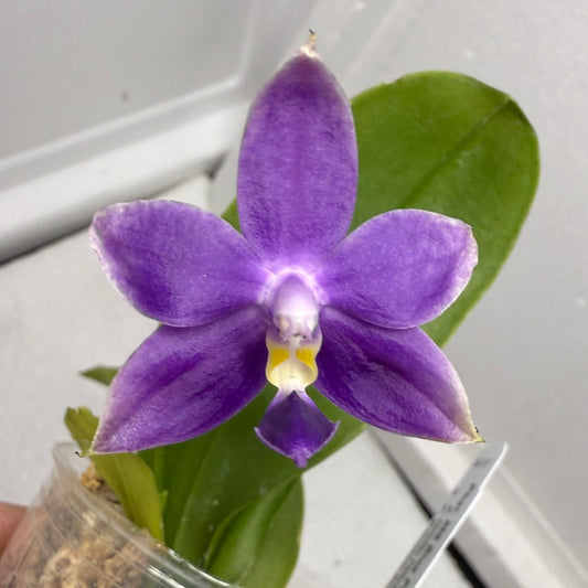 Phalaenopsis MS Blue Pax QA-117-250818-A Flowering 2 spikes