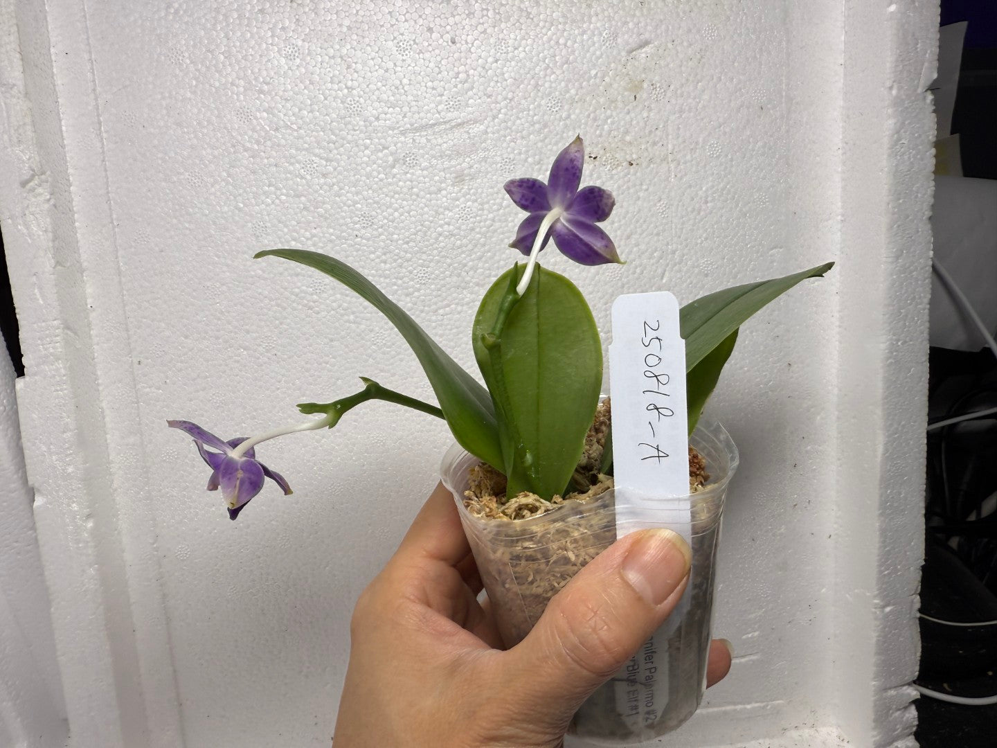 Phalaenopsis MS Blue Pax QA-117-250818-A Flowering 2 spikes