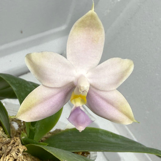 Phalaenopsis MS Blue Pax QA-117-250818-P Flowering 2 spikes