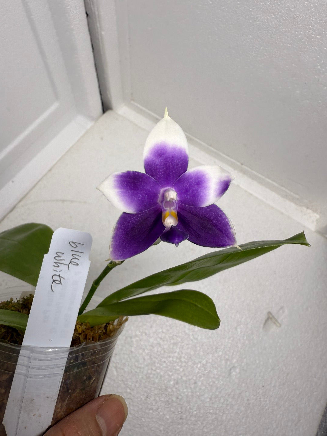 Phalaenopsis MS Blue Pax 250905 Flowering