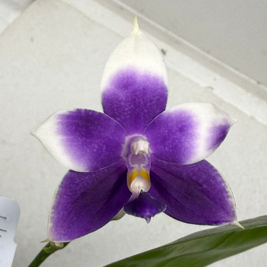 Phalaenopsis MS Blue Pax 250905 Flowering