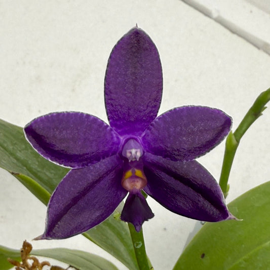 Phalaenopsis MS Blue Pax 250909 Flowering Deep Color