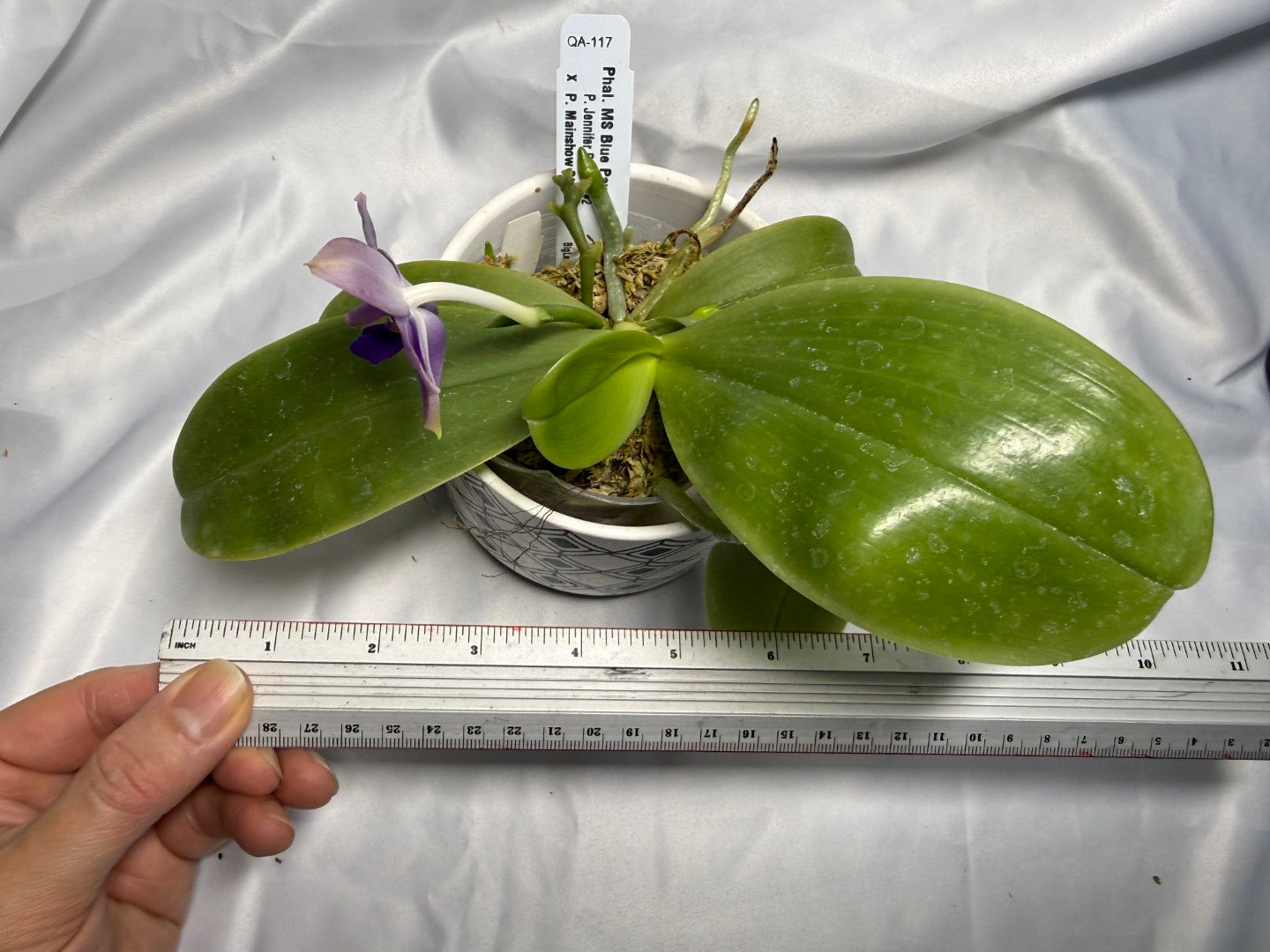 Phalaenopsis MS Blue Pax 260311 Flowering 3 spikes