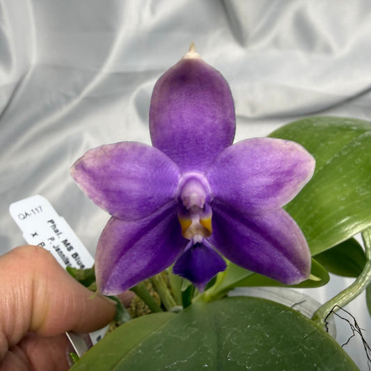 Phalaenopsis MS Blue Pax 260311 Flowering 3 spikes