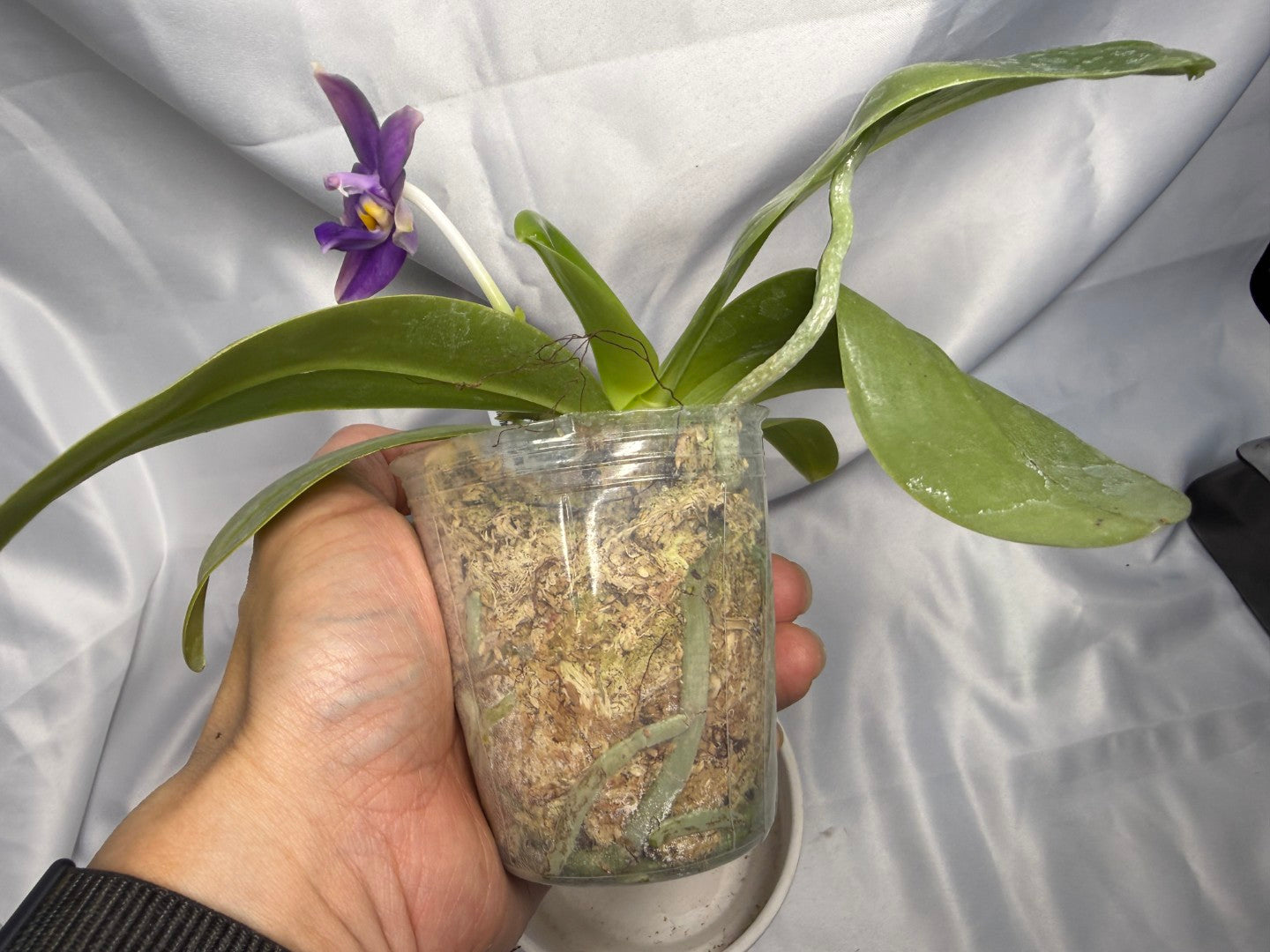 Phalaenopsis MS Blue Pax 260311 Flowering 3 spikes