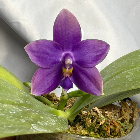Phalaenopsis MS Blue Pax 260427 Seed Grown Flowering Deep Color