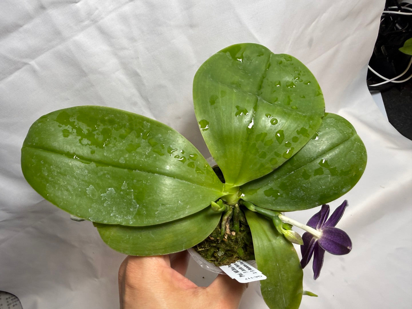 Phalaenopsis MS Blue Pax QA-117-260607 Seed Grown Flowering Deep Color Round Leaves