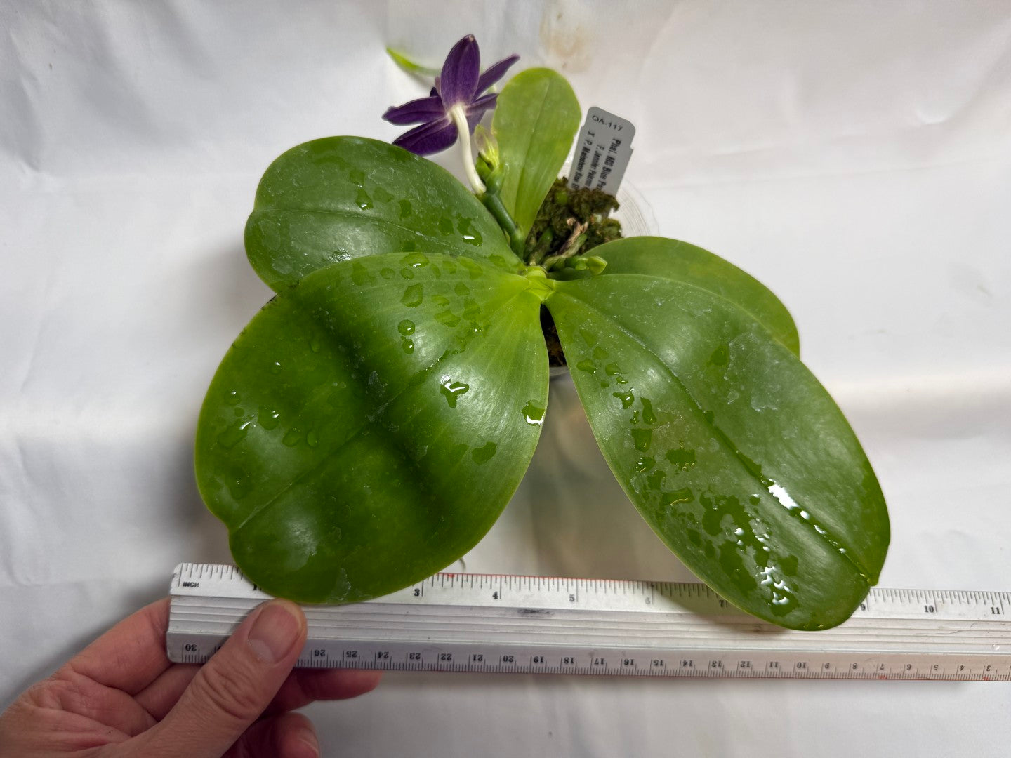 Phalaenopsis MS Blue Pax QA-117-260607 Seed Grown Flowering Deep Color Round Leaves