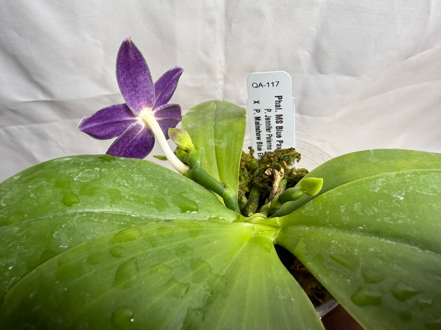 Phalaenopsis MS Blue Pax QA-117-260607 Seed Grown Flowering Deep Color Round Leaves