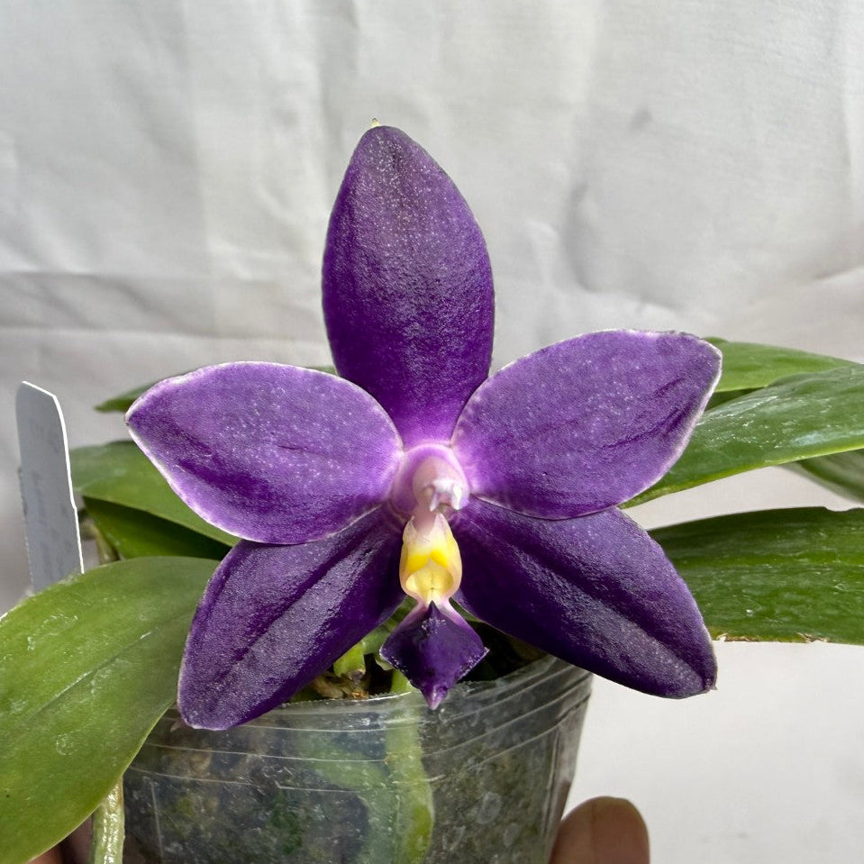 Phalaenopsis MS Blue Pax QA-117-260607 Seed Grown Flowering Deep Color Round Leaves